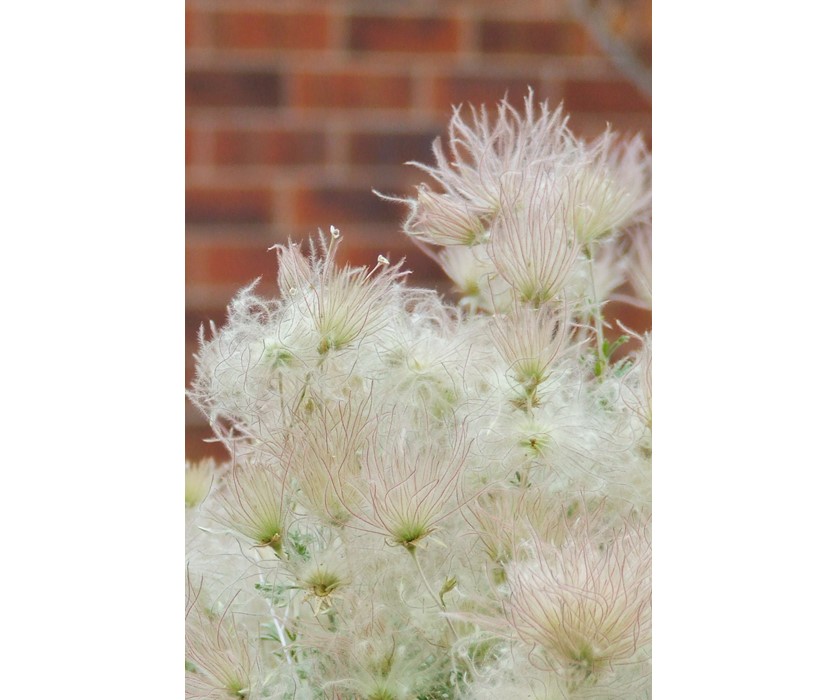 Apache Plume
